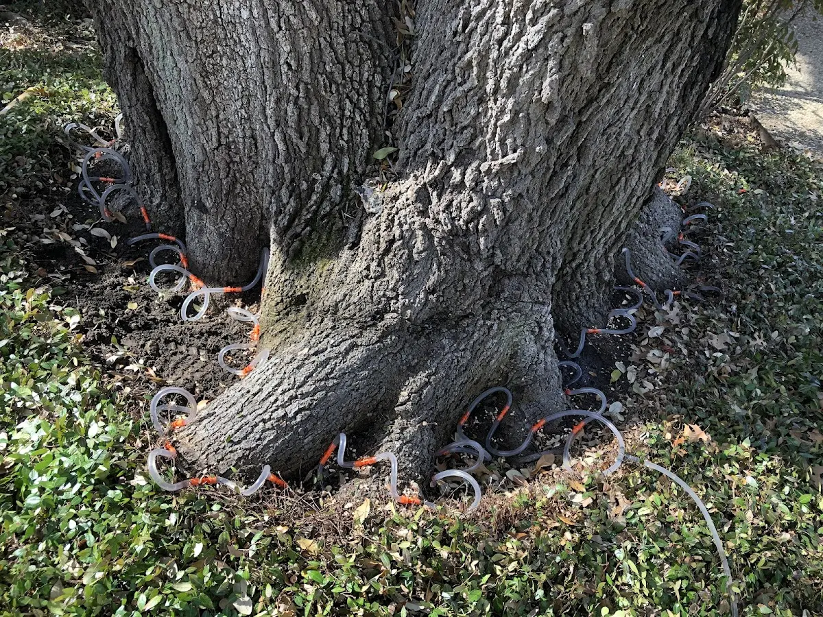 Detailed Tree Cabling and Bracing job site in Point Roberts