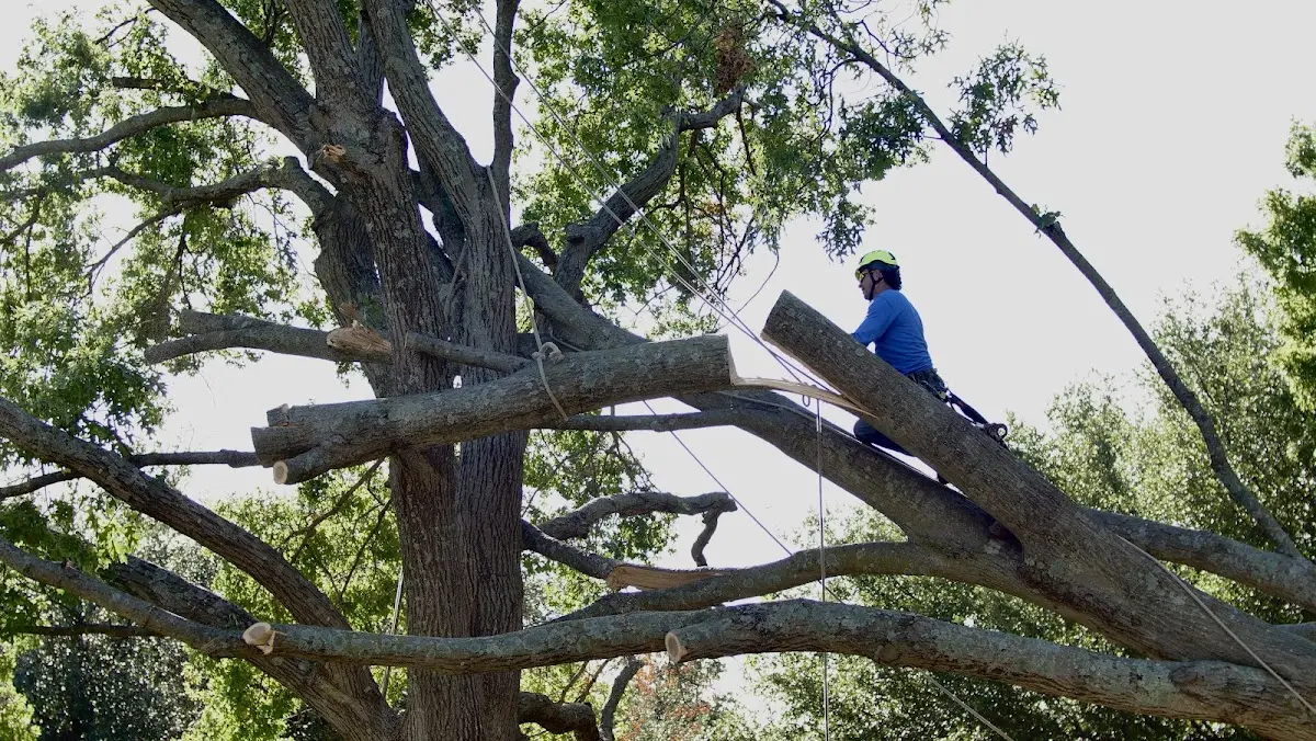 Professional Crown Thinning performed by certified arborists in Point Roberts
