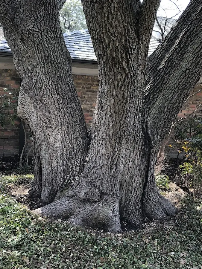 Mature heritage tree close to a Point Roberts property cared for by certified arborists